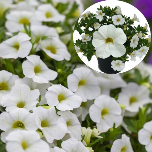 Calibrachoa POCKET 'White' - Puispetuunia POCKET 'White'